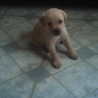 Peluche1